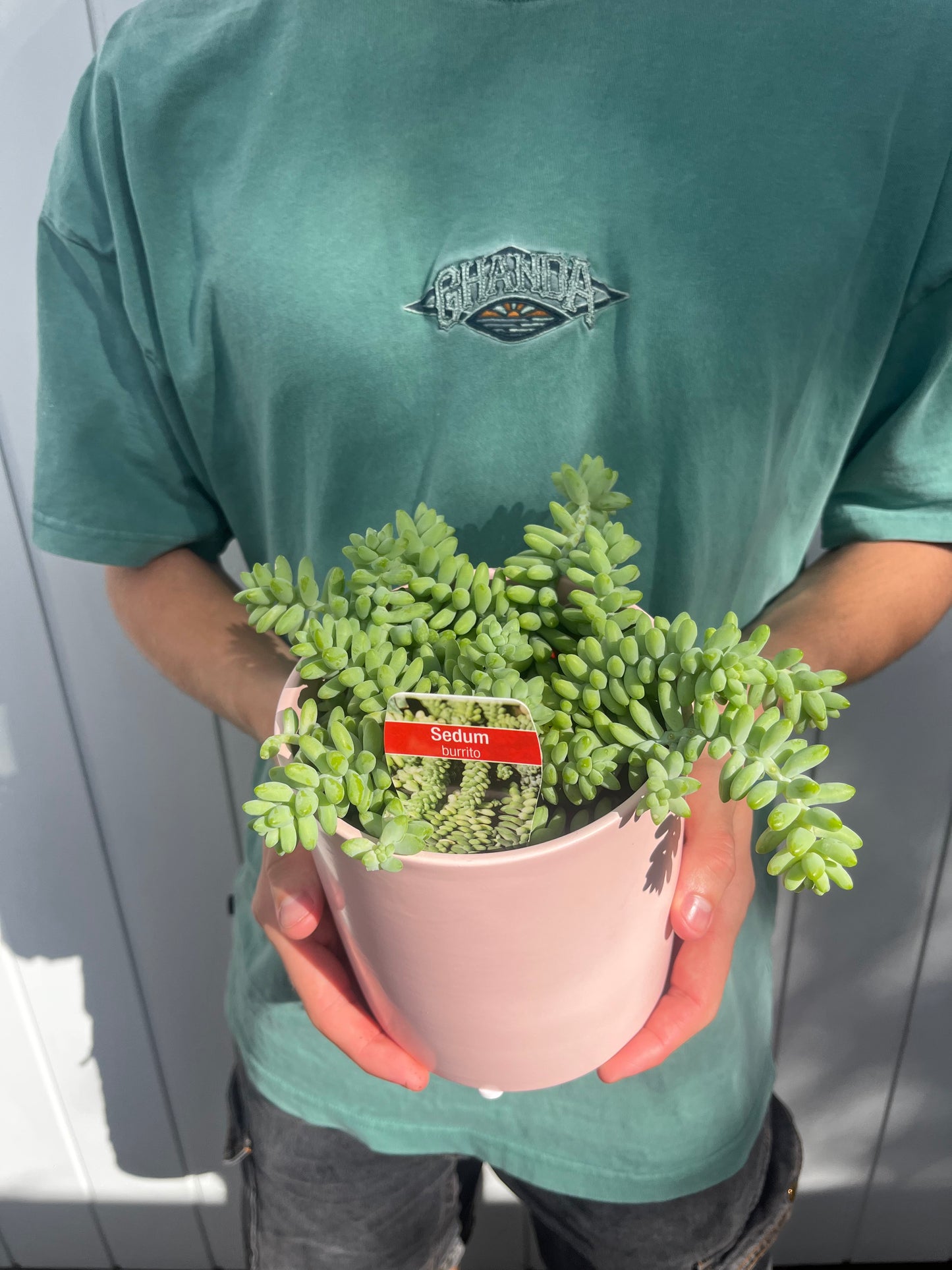 Burrito Succulent