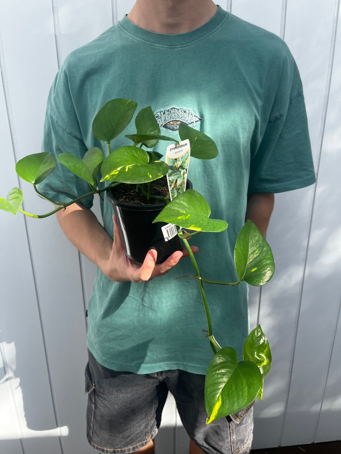 Pothos Plant