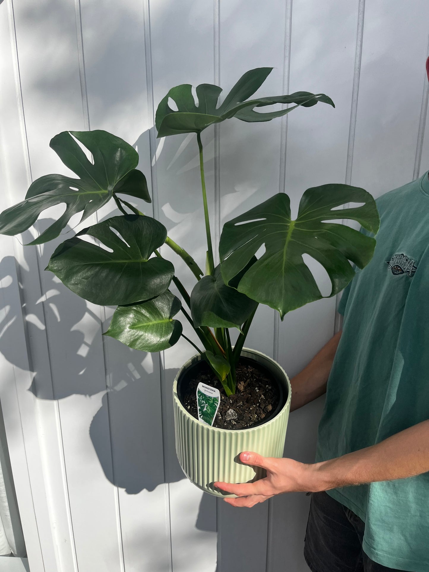 Monstera Plant
