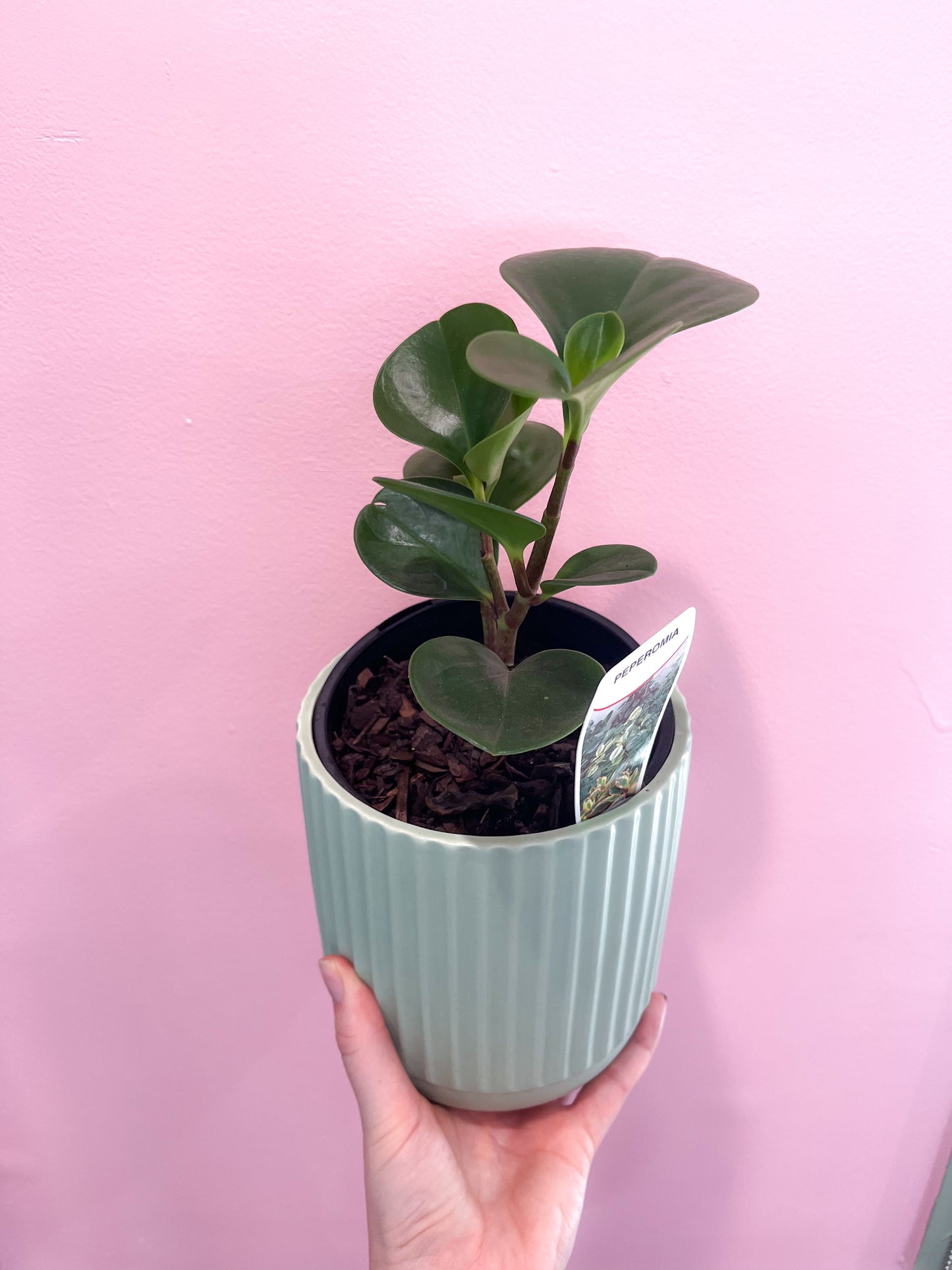 Peperomia