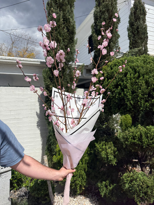 Cherry Blossoms