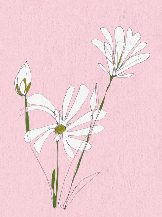 White Daisy Card