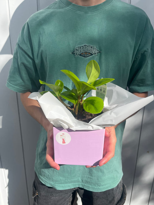 Peperomia Plant