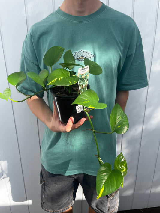 Pothos Plant