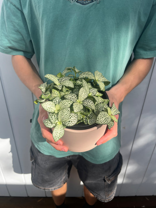 Fittonia Plant