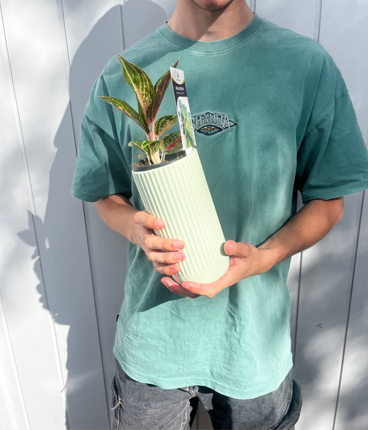 Chinese Lucky Plant