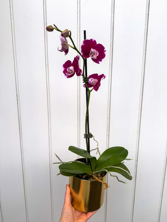 Potted Phalaenopsis Orchid